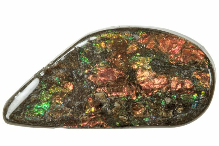 Iridescent Ammolite (Fossil Ammonite Shell) - Alberta #320793